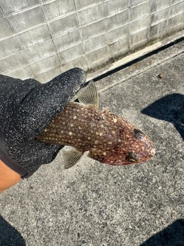マエソの釣果