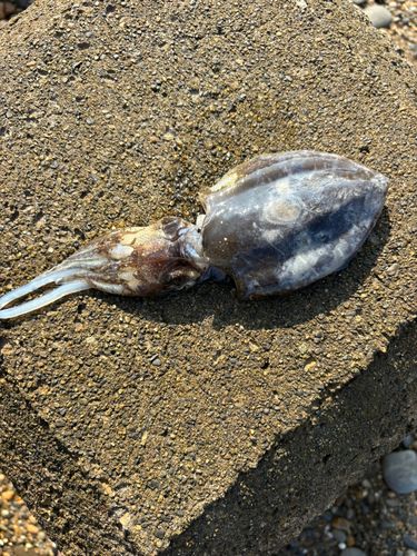 モンゴウイカの釣果
