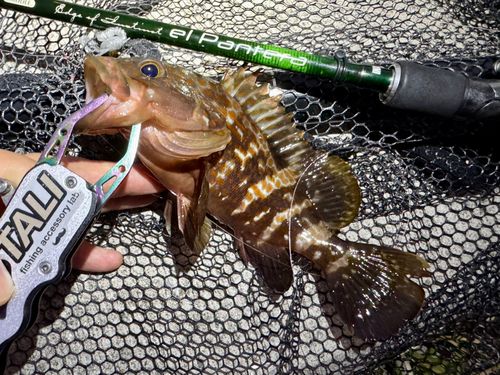 アコウの釣果