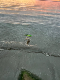 シタビラメの釣果