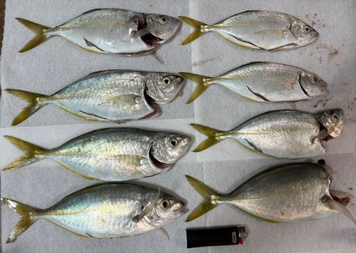 シマアジの釣果