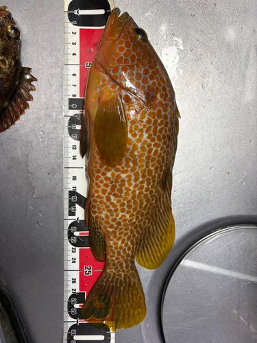 釣果