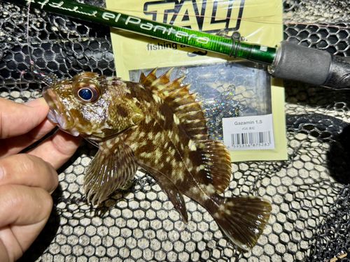 ガシラの釣果