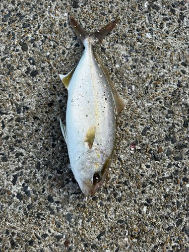 ネリゴの釣果