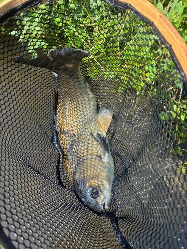 フナの釣果