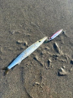 カマスの釣果