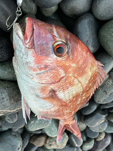タイの釣果