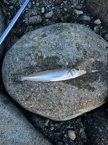 キスの釣果