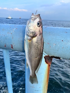 イシモチの釣果