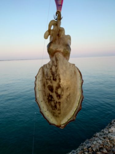 コウイカの釣果