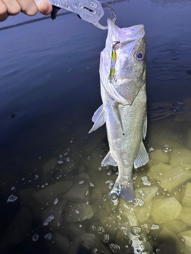 スズキの釣果