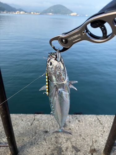 ソウダガツオの釣果