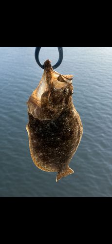 ソゲの釣果