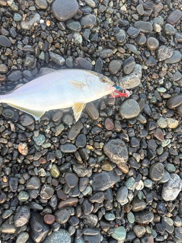ショゴの釣果