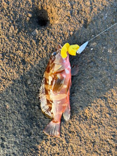 アカハタの釣果