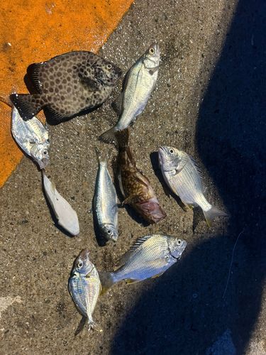釣果