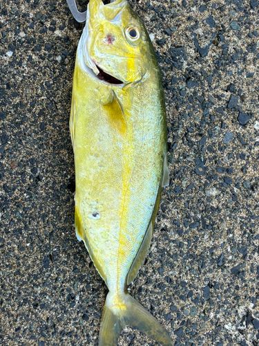 ショゴの釣果