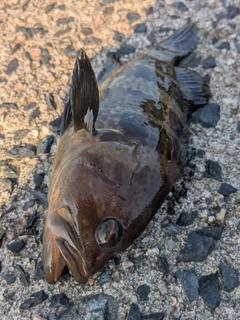 アコウの釣果