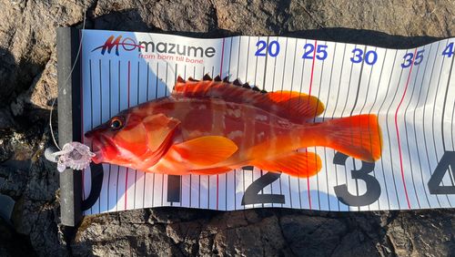 アカハタの釣果