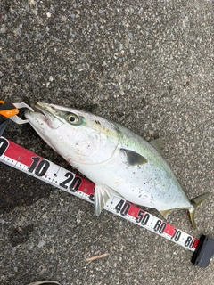 ブリの釣果