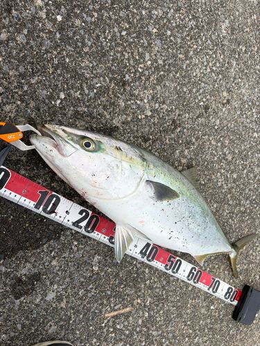 ブリの釣果