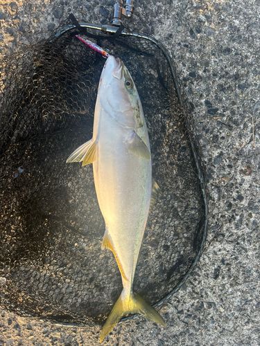 ハマチの釣果