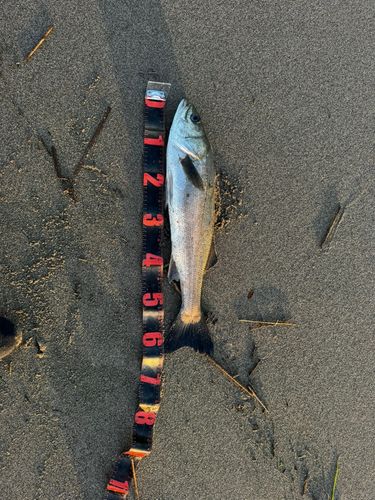 スズキの釣果