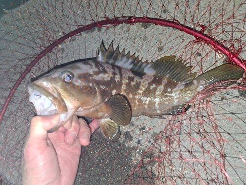 アコウの釣果