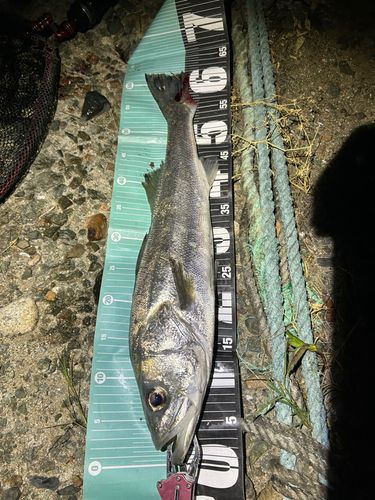 スズキの釣果