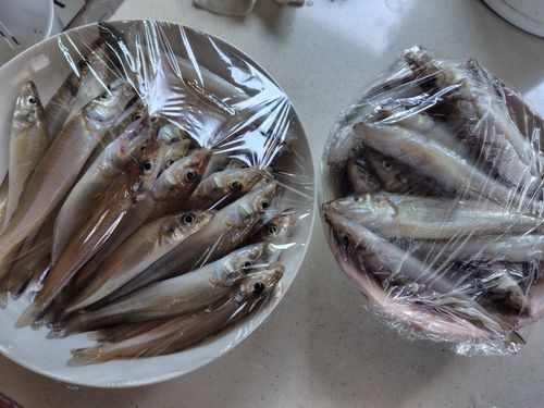 キスの釣果