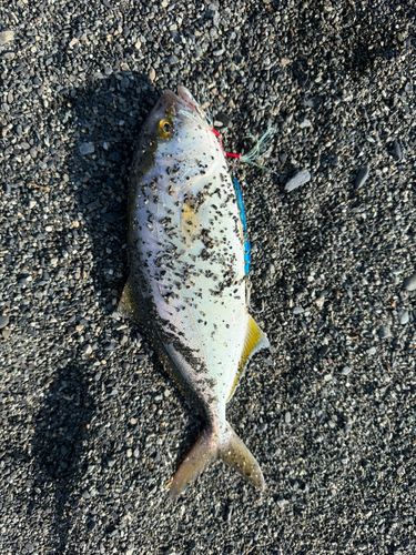 ショゴの釣果