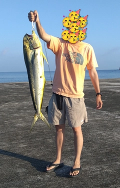 シイラの釣果