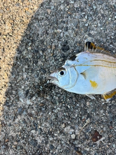 ヒイラギの釣果
