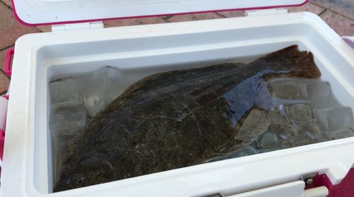 ヒラメの釣果
