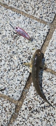 ハゼの釣果