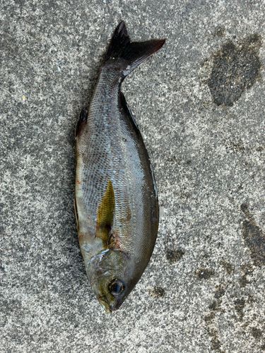 イサキの釣果