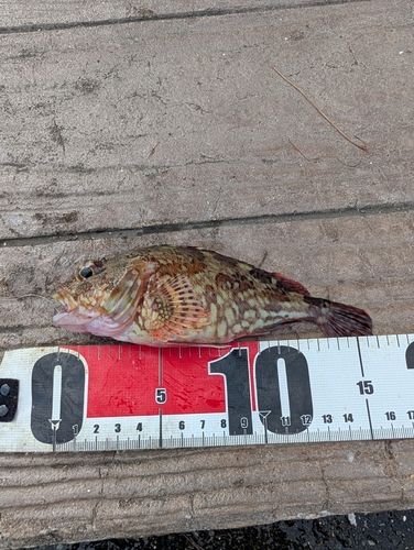 カサゴの釣果