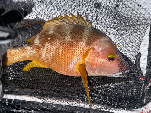 シブダイの釣果