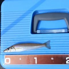 シロギスの釣果