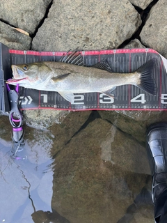 シーバスの釣果