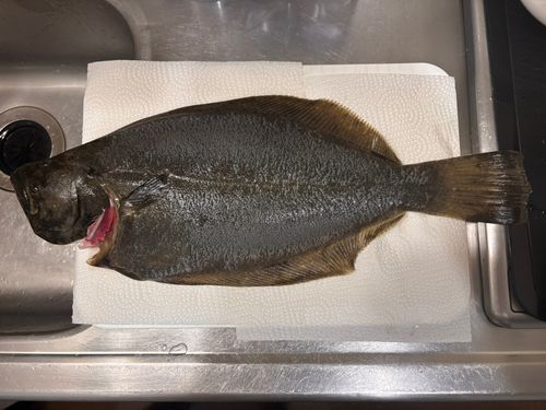 ヒラメの釣果