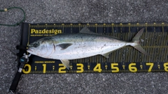 ワラサの釣果