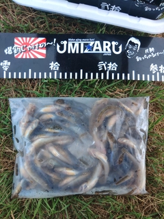 ハゼの釣果