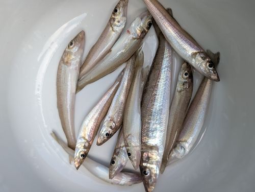 キスの釣果