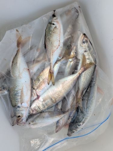 マルアジの釣果