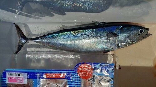 ソウダガツオの釣果