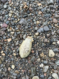 コウイカの釣果