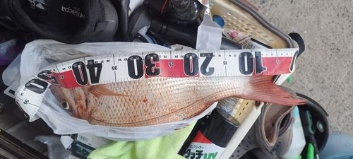 マダイの釣果