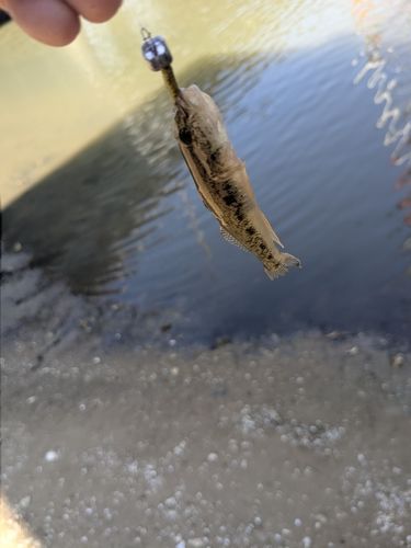 マハゼの釣果