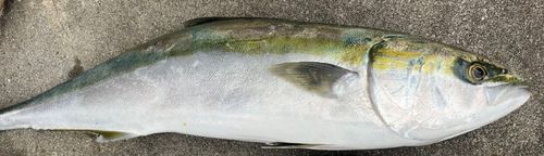 ブリの釣果